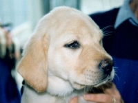Michael's Guide Dogs for the Blind days